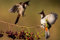 334 - RED WHISKERED BULBULS FIGHTING - HARITH AKSHAY - india <div
